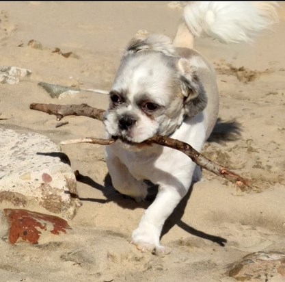 PIP Sept 2020 Formby Beach age 8 months