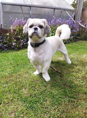 Pip guarding the garden 