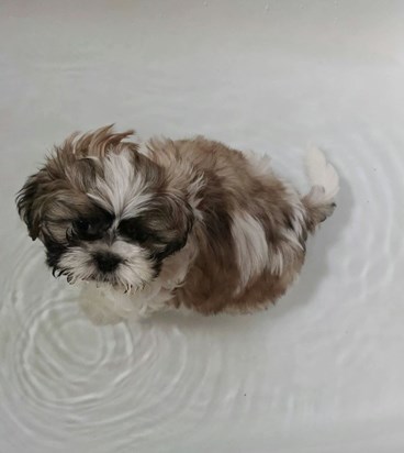 Pips first bath