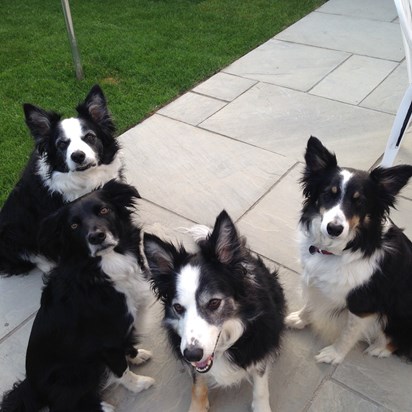 The collie clan; mine and my daughters hounds