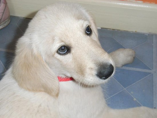 Biscuit as a puppy in 2008