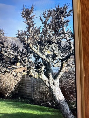 Uncle Steve’s and Aunty’s russet apple tree . Planted soon after they moved to Stradbrook.