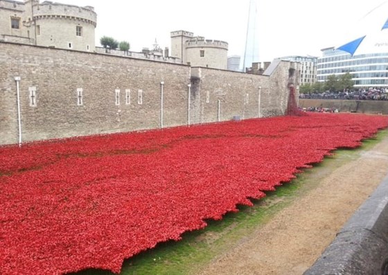 Our trip to see the Poppy’s 