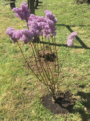 A beautiful lilac tree planted by staff and young people at the Beacon centre ?? ?? 
