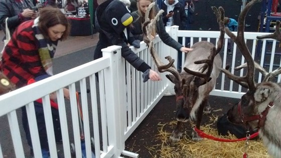 The Penguin meets a reindeer