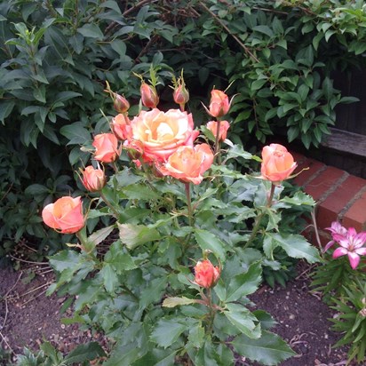 Eloise's rose in full bloom - thank you Michaela, Jo & family x