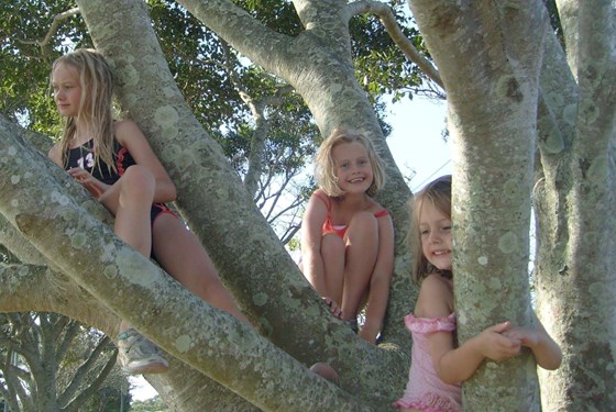 Up a tree in Australia - 2009