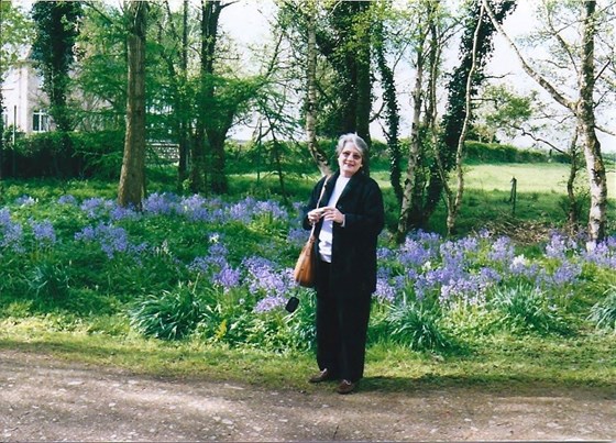 Gini, my traveling buddy, in a field of bluebells in Ireland in 2005