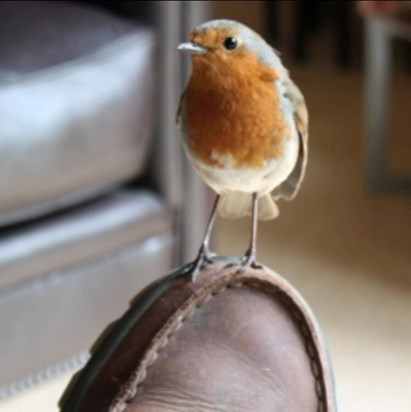 Robin on Daddy's shoe