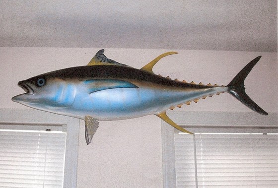 Yellow-fin Tuna caught in Bermuda in the 1970s