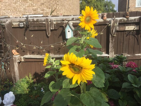 Sunflowers in your garden