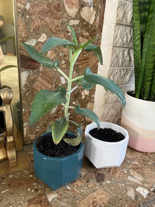 We had these mother of millions plants from granny, then mum, they have flourished and grown and they remind me of you every day, missing you granny. 