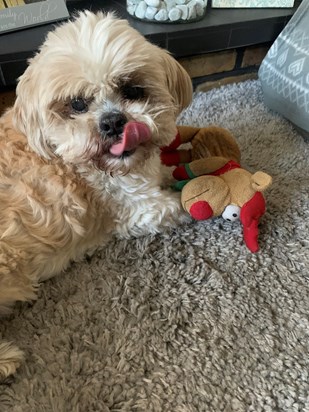 Smudge with his favourite teddy 