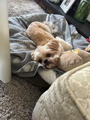 Smudge enjoying his cosy bed 