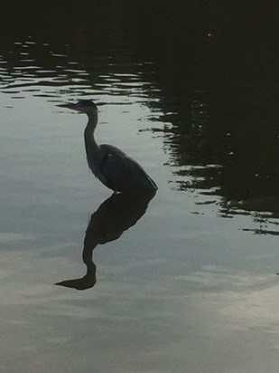 Verulam park,can't believe I got this photo of a heron and its shadow