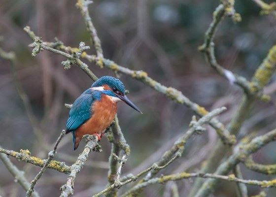Thinking of you today Dad and the Kingfisher you sent  to say all is ok