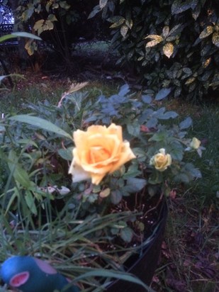 A beautiful yellow rose for my dad. Love Michelle 