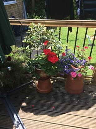 Lin - your pots are looking lovely xxx