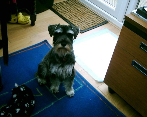 Lola in her puppy days before her beard reached its full magnificence.  You loved a beardy rub and we were all happy to oblige.  MIss you little girl.