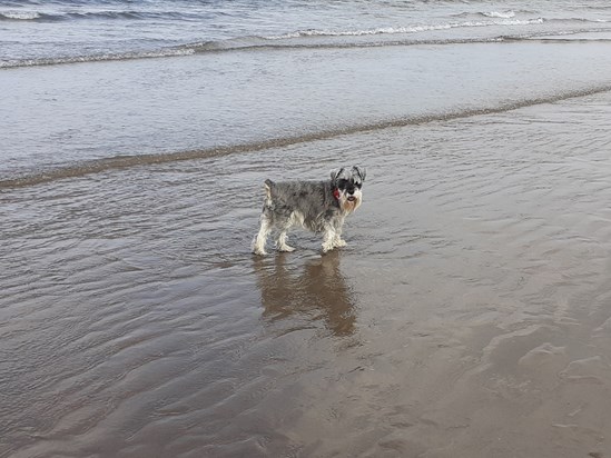 Our holiday didn't seem right without a little schnauzy taking us to the sea for a (safe!) paddle or sharing our ice cream cones with a satisfied cronch, miss you so much my baby girl xx