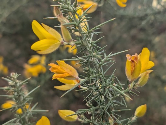 Gorse