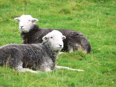 Her beloved Herdwick sheep - September 2009