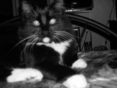 My Beautiful Kitty..he's named after Jared Andrew Millard..."JAM" is his name