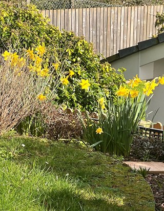 The daffodils have come out for you in your garden