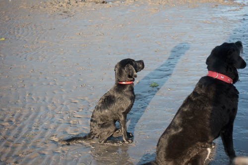 Toby and Oscar on Derbyhaven beach