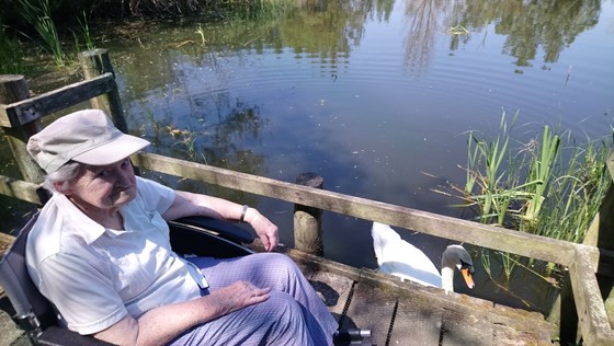 Mum & Swan