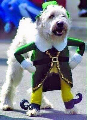 St Patricks Day DOG this photo made Mum and Dad Laugh so much xx