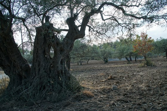 DSC05913  Ancient olive tree - Cyprus