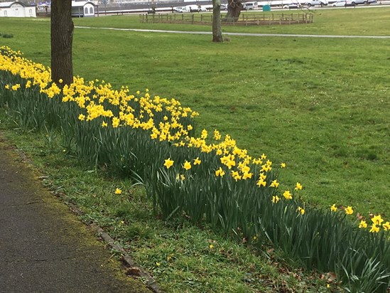 Daffodils at Torre Abbey