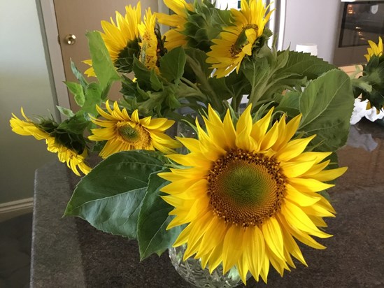 Sunny sunflowers