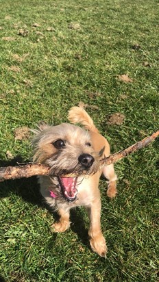 Proud to find the biggest stick she could find.