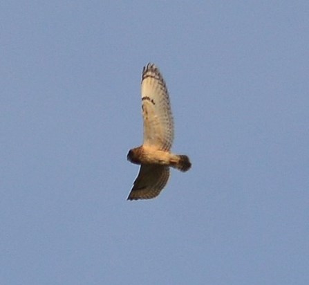 Short-eared Owl (SEO) 9th Nov 2014 Lea Farm Lake - As always Steve was on it and got great pictures of this rare bird for our area