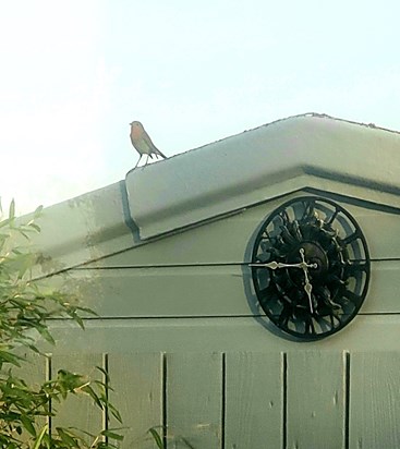 Robins appear when loved ones are near   xxxxx 