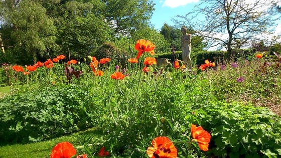 Poppies in the garden