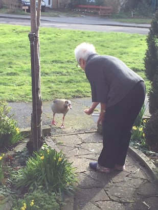 Feeding the waiting Egyptian geese outside her house!