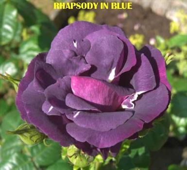 Rhapsody In Blue  -   Given to us by Charly & relating to one of Sam's favourite pieces of music.