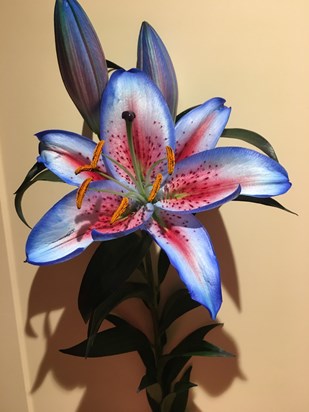 Blue lily for you Sask