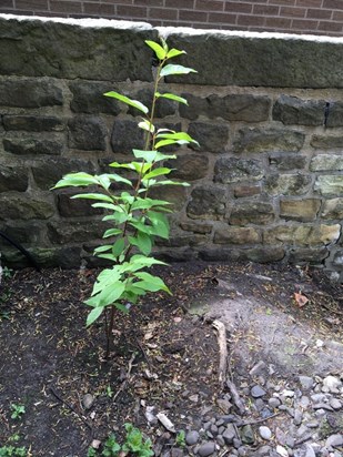 Bird Cherry in Memory of Mark, planted by Penny and Oliver