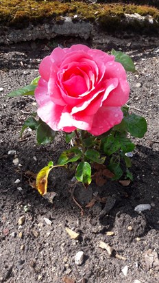 Roses - in Redgate Garden