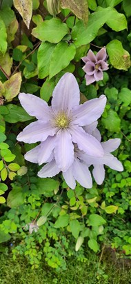 Clematis - in Redgate Garden