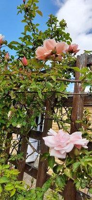 Roses - in Redgate Garden