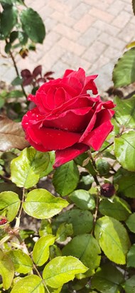 Roses - in Redgate Garden