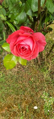 Roses - in Redgate Garden