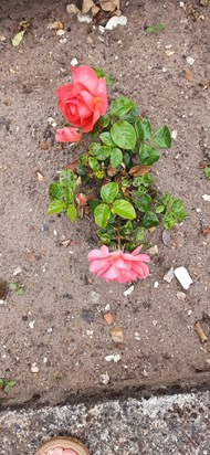 Roses - in Redgate Garden