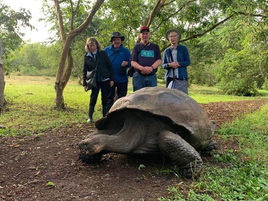 Giant Tortoise in Santa Cruz, Galapagos Islands, June 2022