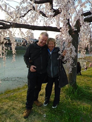 Cherry blossom display Kyoto, Japan, March 2019.